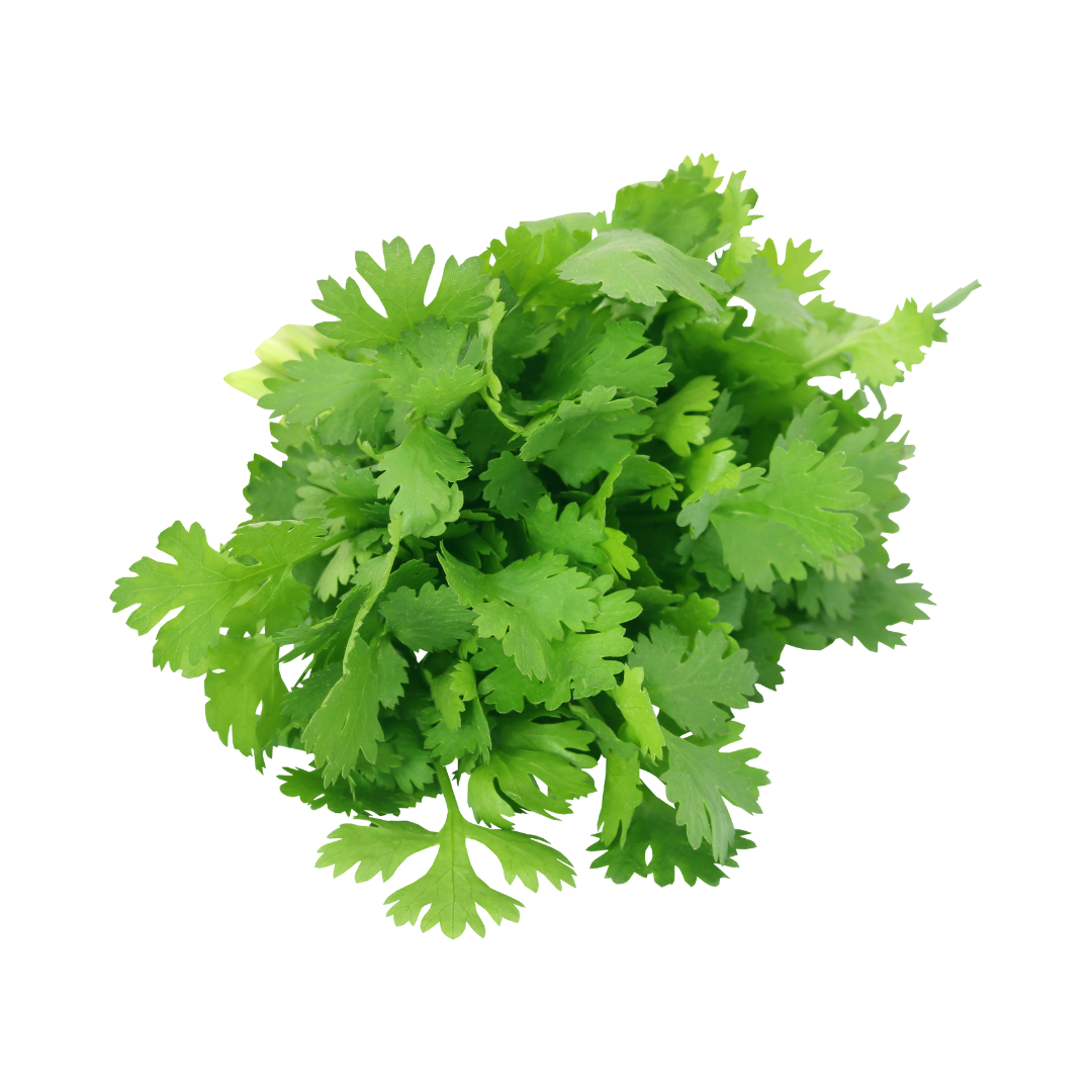 Coriander