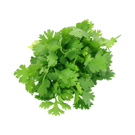 Coriander