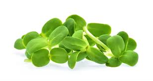 Sunflower Microgreen