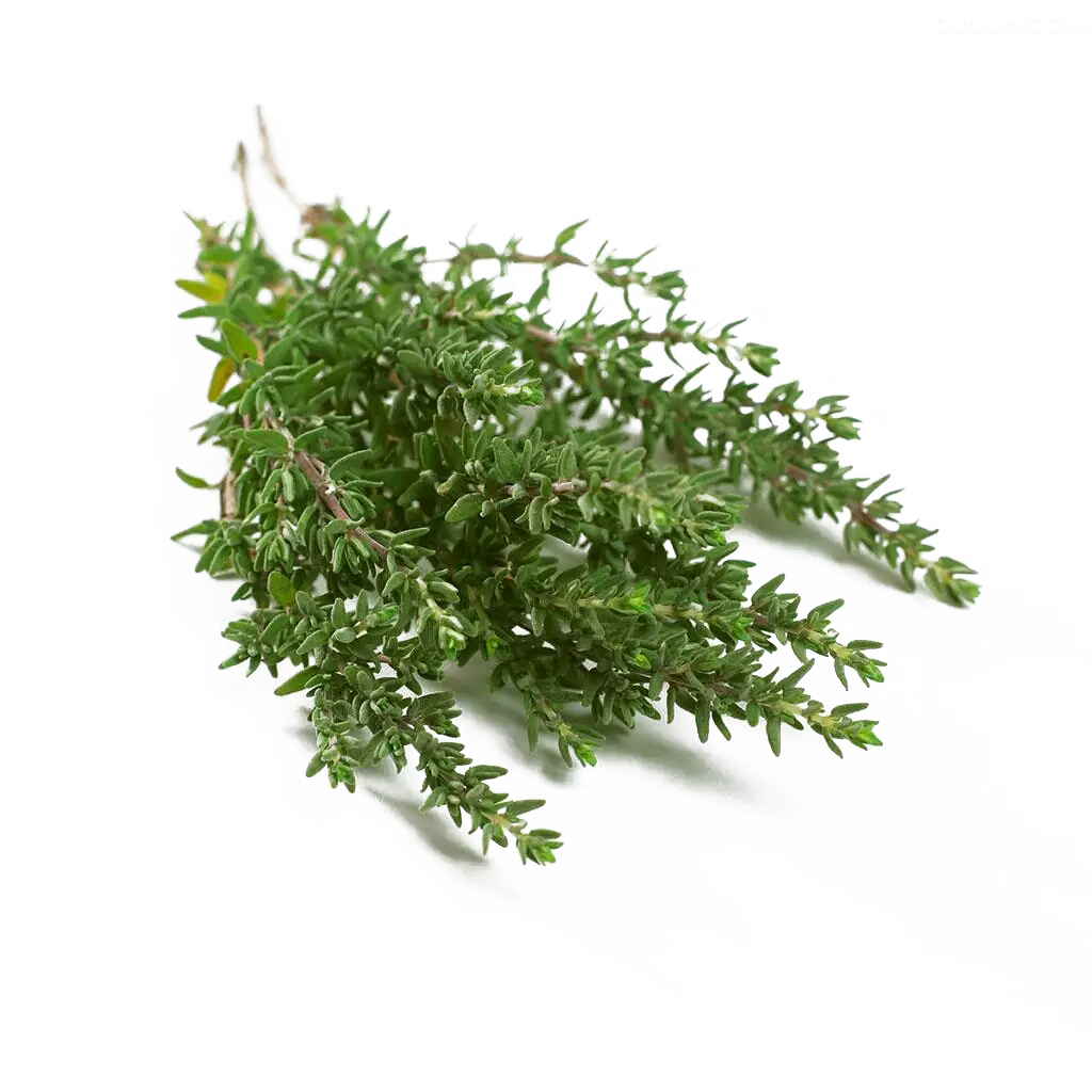 Thyme