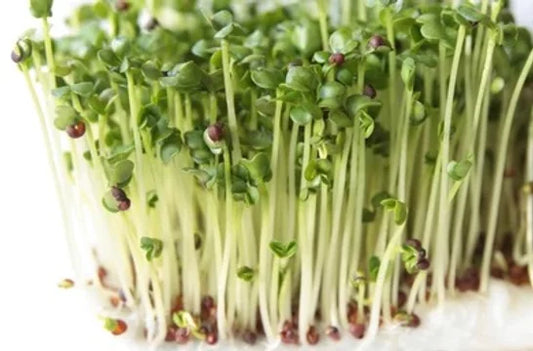 White Radish Microgreen