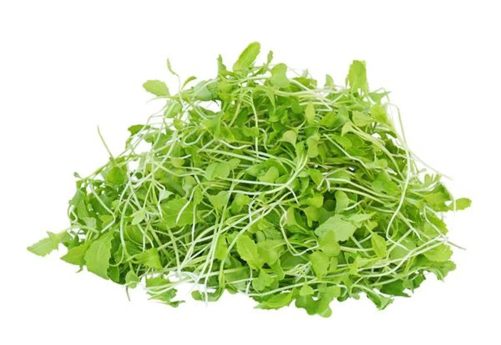 Green Mustard Microgreen