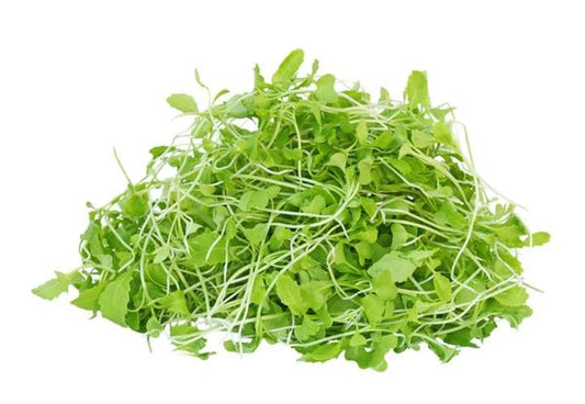 Green Mustard Microgreen