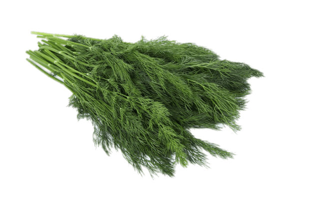 Dill