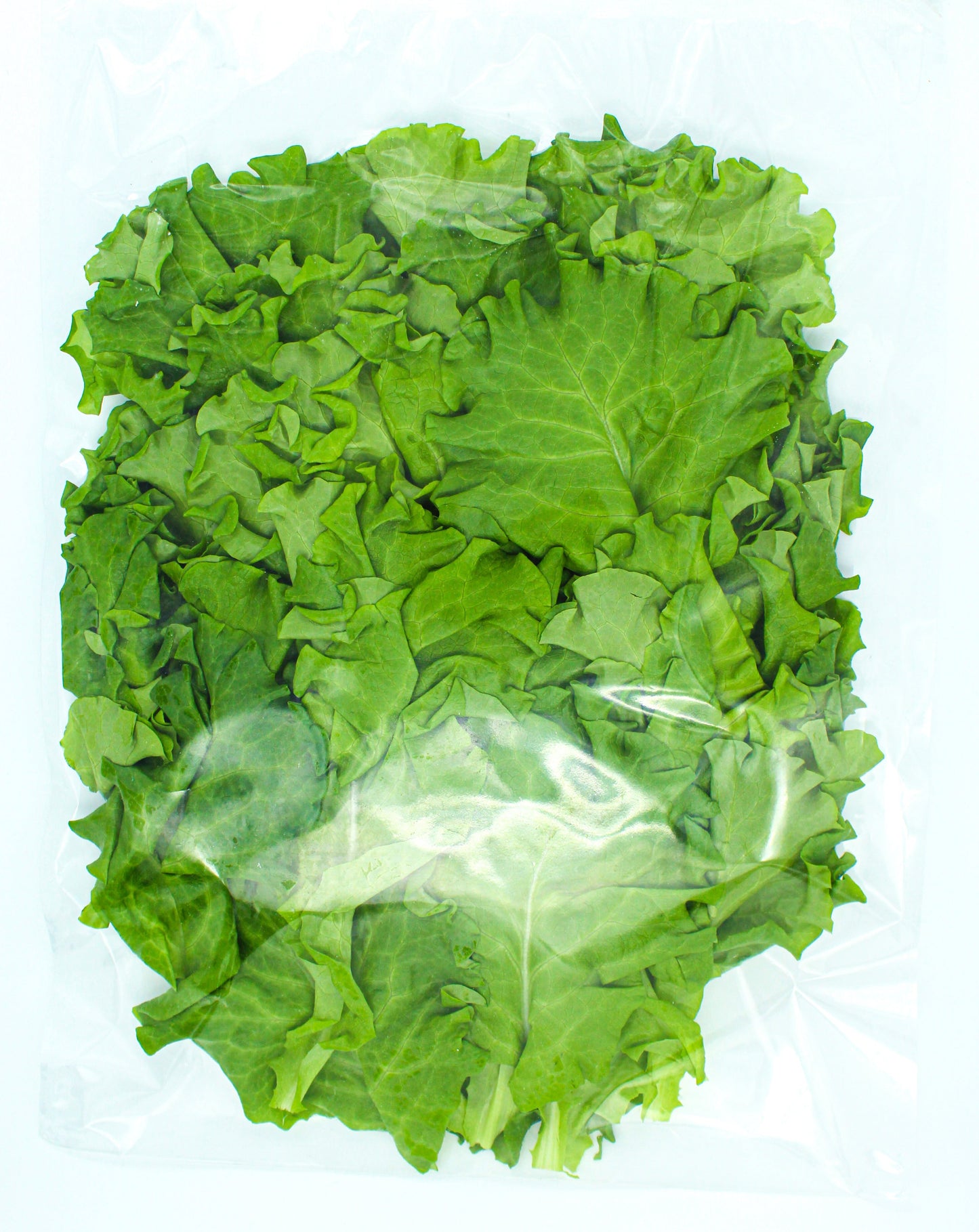 Starfighter (Batavia) Lettuce