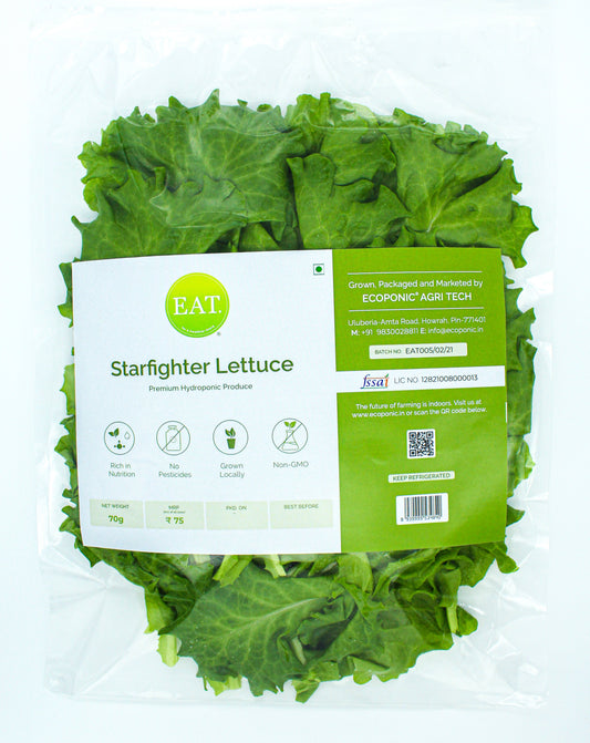 Starfighter (Batavia) Lettuce