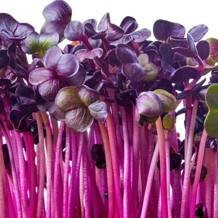 Pink Radish / Purple Sango Microgreen