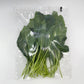 Dragon Kale