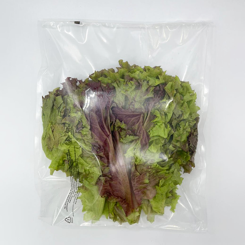 Lollo Rosso Lettuce