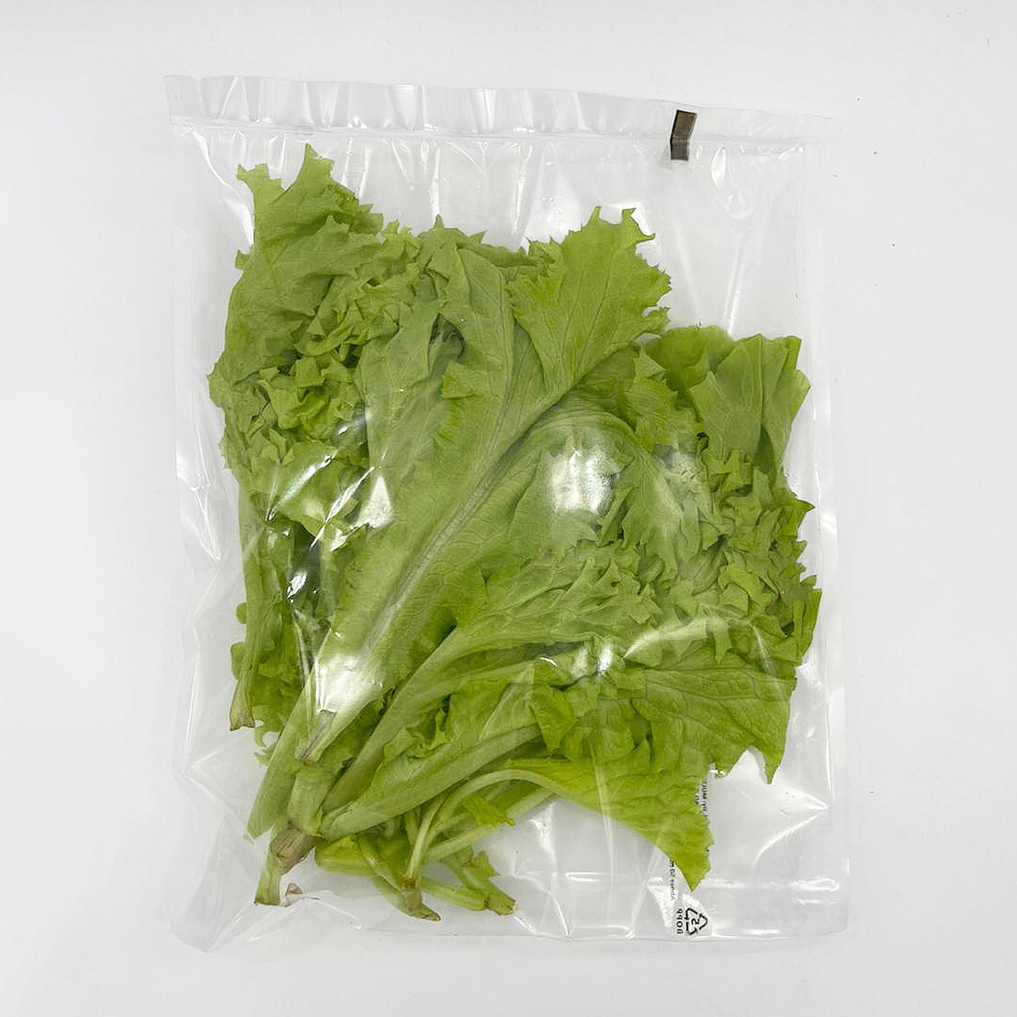 Lollo Bionda Lettuce