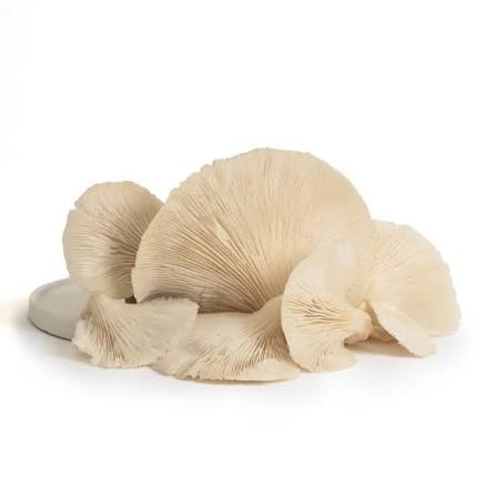 White Oyster Mushroom