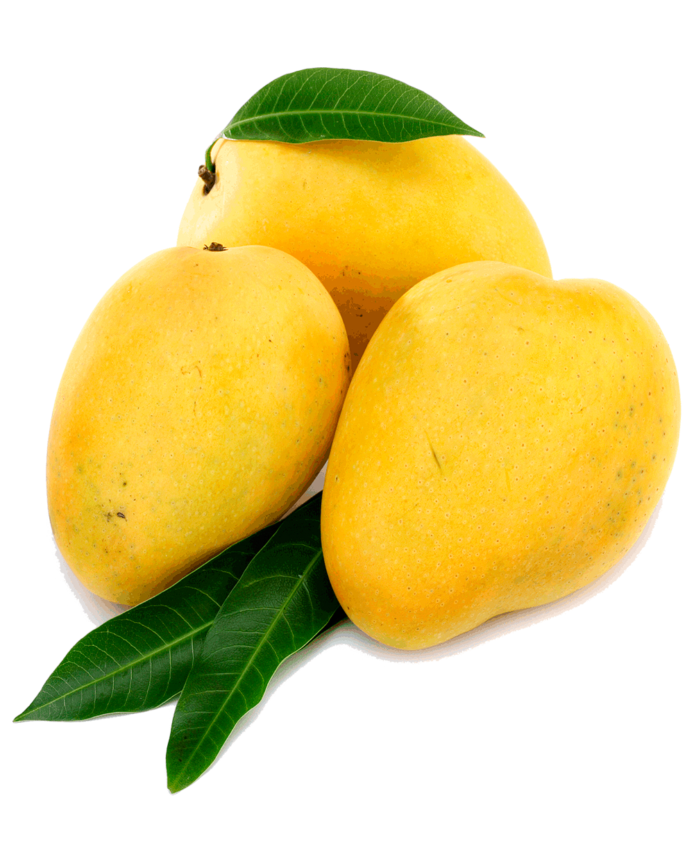 Mango Alphonso - Ratnagiri