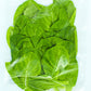 Butterhead Lettuce