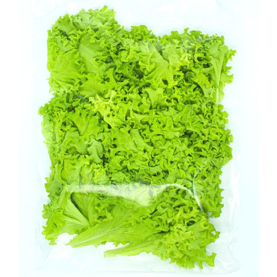 Lollo Rosso Lettuce