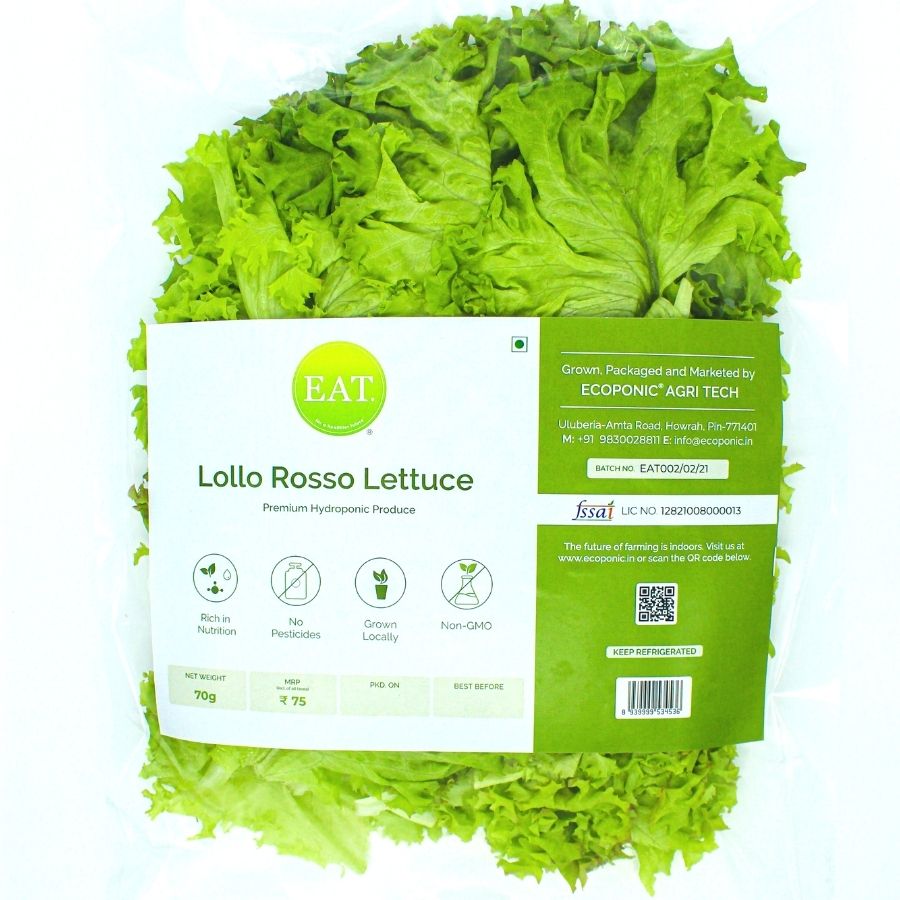 Lollo Rosso Lettuce