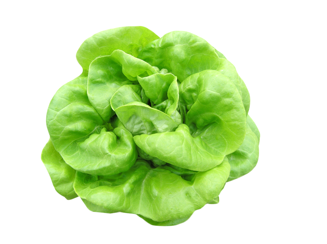 Butterhead Lettuce